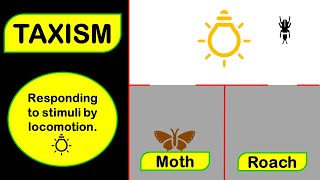 TAXISM Animated Examples [upl. by Eidroj159]