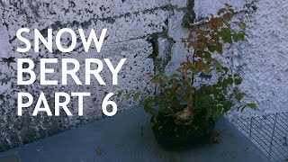 SnowBerry Bonsai Dug Up From a Garden 6 [upl. by Zedecrem353]