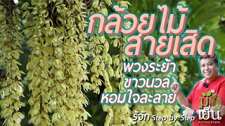 กล้วยไม้สายเสิด พวงระย้า ขาวนวล หอมใจละลาย Coelogyne rochussenii [upl. by Nicolle]