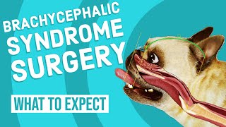 Brachycephalic Syndrome Surgery  What to Expect [upl. by Ainival]