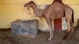 Inde  Bikaner  le Camel Breeding Farm  centre délevage de chameaux [upl. by Eirrok720]