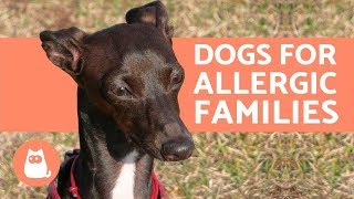 10 Hypoallergenic Dog Breeds for Allergic Families [upl. by Sucramd464]