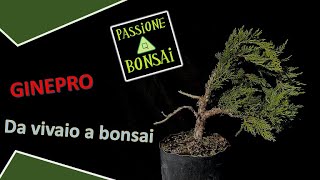 Ginepro  Da vivaio a bonsai [upl. by Polly]