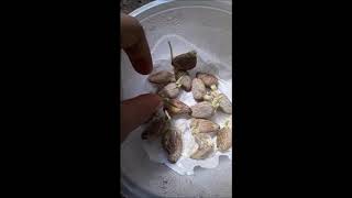 How to plant Rambutan from seed 16 days [upl. by Melisande]