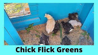 Chick Flick Polish Cochin amp Silkie Chicks Greens [upl. by Lorianne]