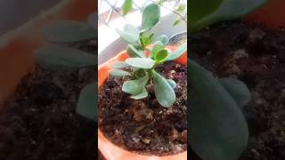 Crassula plantcare tips plants indoorplantsoutdoorplants‎shortsvideo goodlittlerocket1328 [upl. by Nerty]