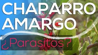 CHAPARRO AMARGO Para que Sirve 🌿 Beneficios Sorprendentes 😱 Para el Hígado y Desparasitante Natural [upl. by Anitnuahs335]