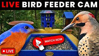 🔴LIVE Bird Feeder Cam  Watch Beautiful Birds at a Busy Feeder Nashville [upl. by Yaker]