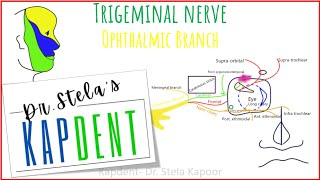 Trigeminal nerve  Ophthalmic division  kapdent [upl. by Nealy]