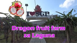 SGP DRAGON FRUIT FARM and RESORT at Palo Alto Calamba Laguna [upl. by Aerdnaxela]