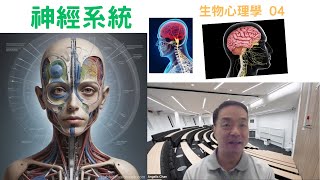 生物心理學04 神經系統 中樞神經系統nervoussystem centralnervoussystem cns pns [upl. by Kama]