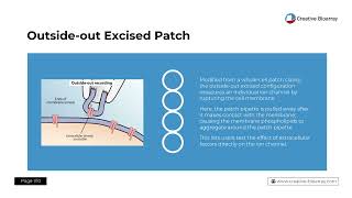 Patch Clamp Assay — A Detailed StepByStep Description of the Standard Patch Clamp Protocol [upl. by Trebuh]