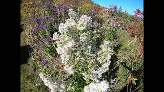 Bees amp Asters at the Staircase Garden [upl. by Yllod540]