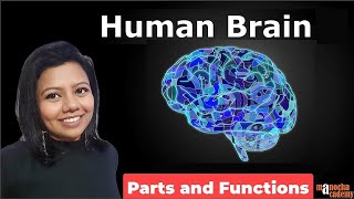 Human Brain Parts and Functions [upl. by Albrecht]