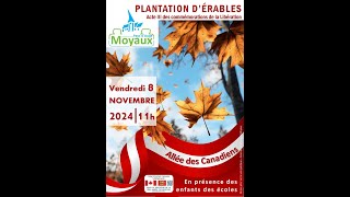 PLANTATION ERABLES ALLEE DES CANADIENS A MOYAUX [upl. by Dalury]