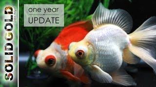 Telescope Goldfish  1 Year Later [upl. by Mulderig]