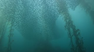 A magnificent anchovy bait ball dive at McAbee beach Monterey California [upl. by Mahmoud212]