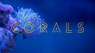 All About Corals [upl. by Elmo9]