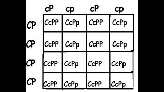 16 box Punnett sqaures [upl. by Berthoud430]