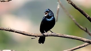 Tiziu azulado dando um verdadeiro show na natureza de canto e beleza [upl. by Giannini475]