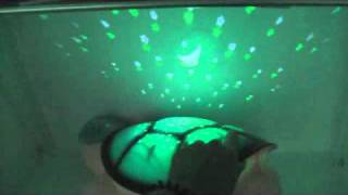 Unboxing Timmy The Turtle Toy with MP3 Player Night Light Remote [upl. by Loredo]