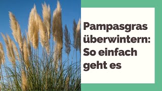 Pampasgras überwintern So einfach geht es [upl. by Nnaes]