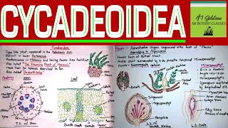 Cycadeodia Bennettitales in hindi by Rizwana Mam  AR Botany Classes [upl. by Danit]