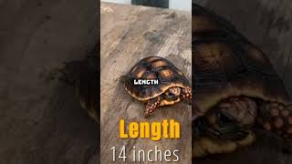 Red Footed Tortoise Facts Diet Lifespan amp Price [upl. by Carlie]