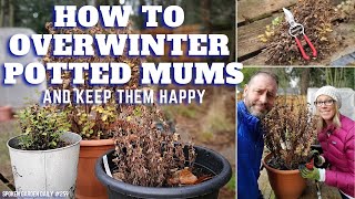 How to Easily Overwinter Your Potted Mums [upl. by Zigmund]