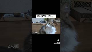 上がりたい〜訴える猫が健気〜 猫 cat ノルウェージャンフォレストキャット httpsyoutubeAYjqCmgyY [upl. by Elleret]