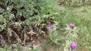 Milk Thistle Silybum marianum growing wild in Portugal [upl. by Aba]