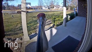 Sandhill Crane Approached The Ring Video Doorbell For a Photo Op  RingTV [upl. by Iana149]