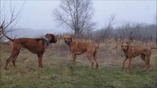 Rhodesian Ridgeback in action [upl. by Nnasor619]