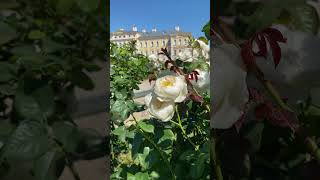 Rundale Palace Latvia rundale palace rosebloom [upl. by Otti]