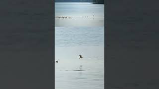 A Whimbrel leads the group to cross the waters whimbrels birds mangroves wildlife [upl. by Seuqram]