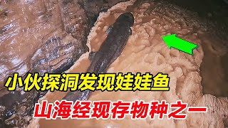 小伙探洞发现娃娃鱼，山海经现存物种之一，这到底是什么神兽？【户外小北哥】 [upl. by Madaras475]