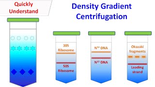 Density gradient centrifugation [upl. by Adler169]