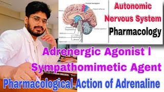 adrenergic agonist classification Pharmacology sympathomimetic। Pharmacological action of adrenaline [upl. by Harley198]