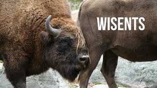 Mating Season  Wisent European bison [upl. by Ricard]