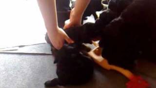 Engelse cocker spaniel puppies [upl. by Brenda]