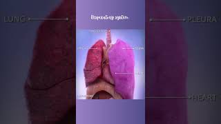 Respiratory system anatomy anatomymadeeasy usmlestep neet [upl. by Ruperto]