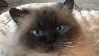 Cute meowing Himalayan cat [upl. by Nedyrb968]