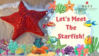 Lets Learn About Starfish  Preschool learning videos for kids sea animals sea stars [upl. by Della]