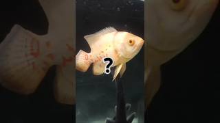 New look of 3 ft aquarium shorts viralvideo trending aquarius fish oscar [upl. by Sixel164]