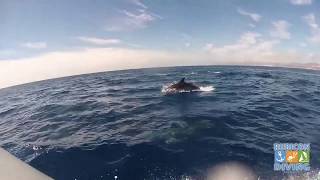 Dolphins in Lanzarote with Rubicon Diving [upl. by Enilrac]