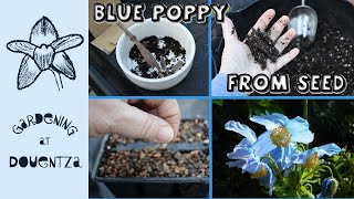 4 Types of Blue Meconopsis Poppy from Seed  Stratification Explained [upl. by Andrey]