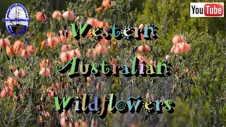 Western Australian Wildflowers  C [upl. by Neyut]