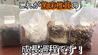 椎茸の菌床ブロックについて話す動画 七会きのこセンター【Vol36】 [upl. by Erialcyram268]