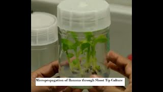 Micropropagation of Banana through Shoot Tip Culture [upl. by Goldner]