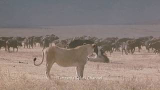 Battle at Kruger  Lion Buffalo Standoff  in HD [upl. by Artekal]